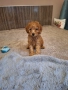 Мини пудел, снимка 2