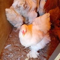 Здравейте. Продавам кокошки брама жълта бяла и Колумбия ска., снимка 5 - Кокошки и пуйки - 44895814