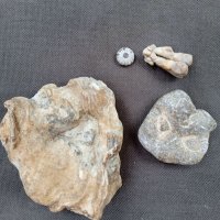 4бр интересни фосили, вкаменелости , снимка 2 - Антикварни и старинни предмети - 37180097