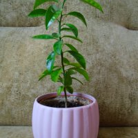 Младо мандариново дръвче в керамична кашпа, снимка 5 - Стайни растения - 39292863