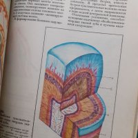 Атлас по терапевтична стоматология на Руски, снимка 4 - Енциклопедии, справочници - 40638518
