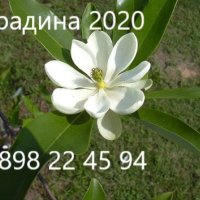 Студоустoйчиви Магнолии, снимка 8 - Разсади - 43384651