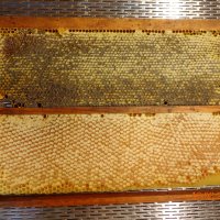Пчелен мед във восъчна пита, снимка 1 - Пчелни продукти - 38495832