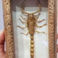 Препариран скорпион в рамка, снимка 1 - Декорация за дома - 44005473