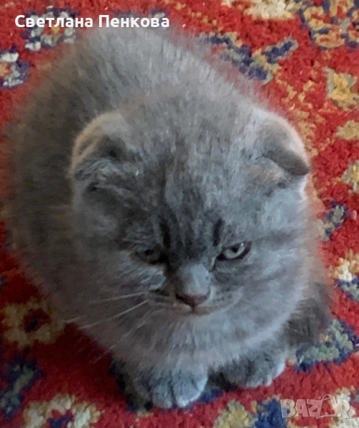 Шотландска клепоуха, снимка 1