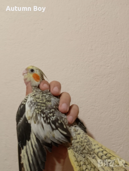 Бебе 2 папагал корела корели, снимка 1