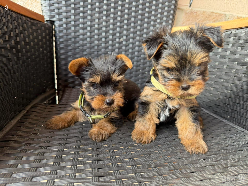 Йоркширски териер Актуално от 19.12.2025, снимка 1