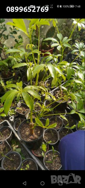 Шафлера, снимка 1