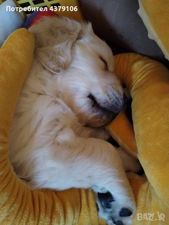 Голдън ретривър момче, снимка 1