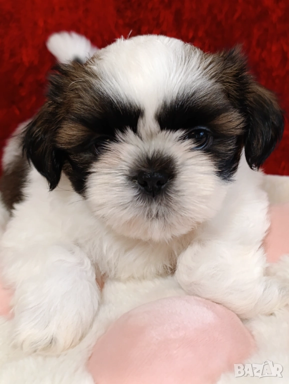 Кученца Ши Тцу /SHIH TZU FCI pedigree , снимка 1