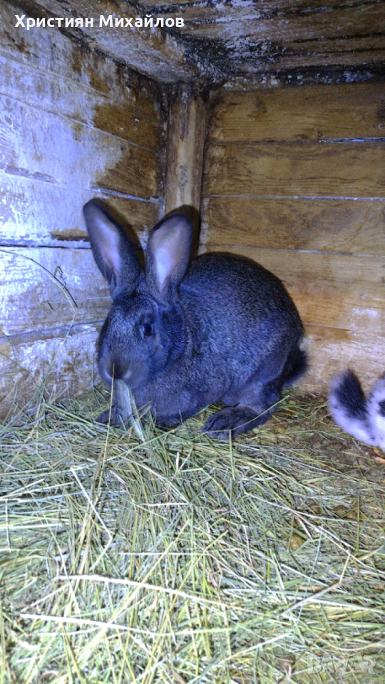 продавам 2 женски заека, снимка 1