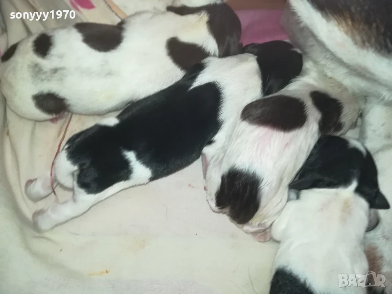 ДЖАК РЪСЕЛ БЕБЕТА-РОДЕНИ 11.08.25г 1308250726, снимка 1