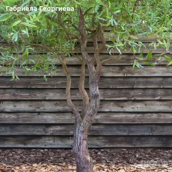 Къдрава върба , снимка 1