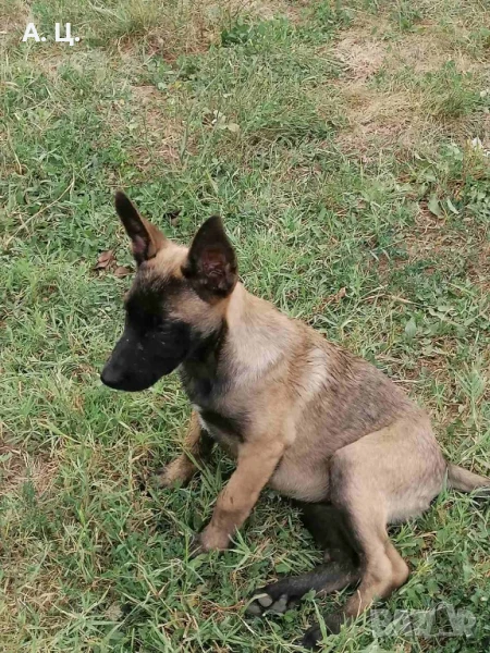 Белгийски овчарки, снимка 1