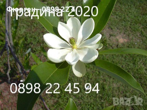 Магнолия Грандифлора  “Magnolia Grandiflora”, снимка 1