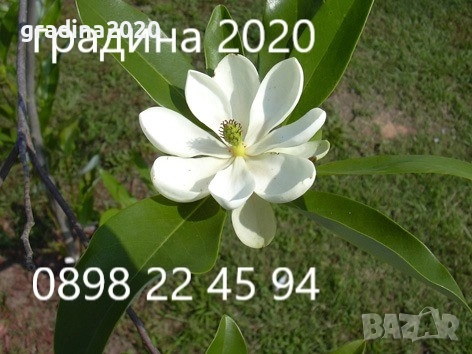 Вечно зелена студоустоичивa Магнолия Грандифлора, снимка 1