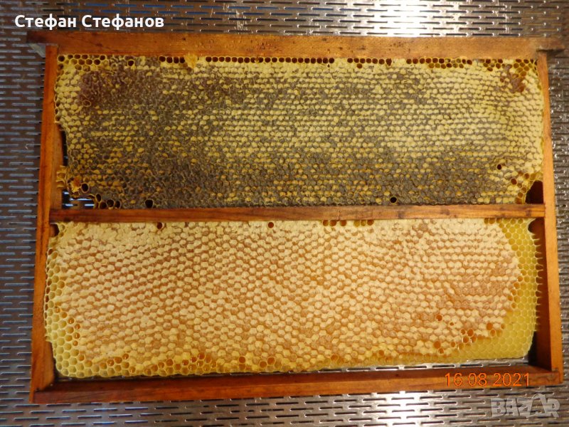 Пчелен мед във восъчна пита, снимка 1