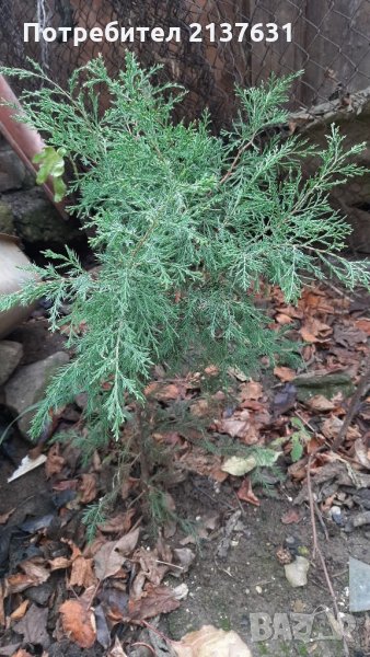 Продавам КИПАРИСИ, снимка 1