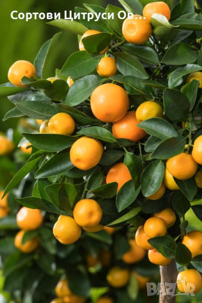 Каламондин Calamondin Декоративна Мандарина, снимка 1