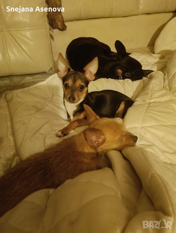 Пинчер, снимка 1