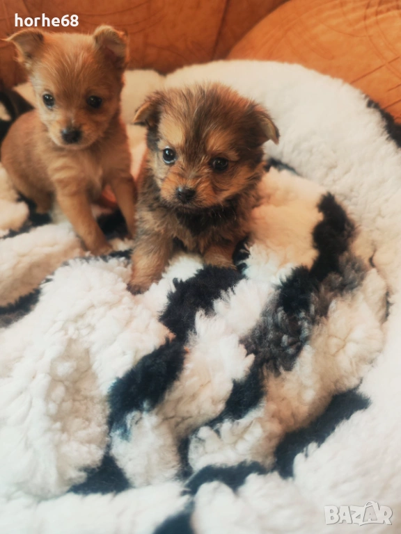 Йоркипом, снимка 1