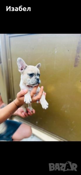 Френски Булдог мерле, снимка 1