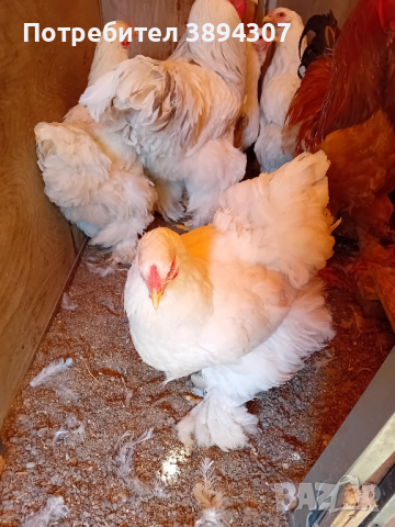 Здравейте. Продавам кокошки брама жълта бяла и Колумбия ска., снимка 5 - Кокошки и пуйки - 44895814