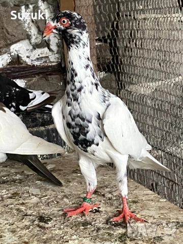 Гълъби - Датски летачи и Спортни пощенски, снимка 5 - Гълъби - 52565161