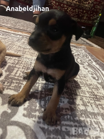 Пинчери, снимка 2 - Пинчер - 52482012