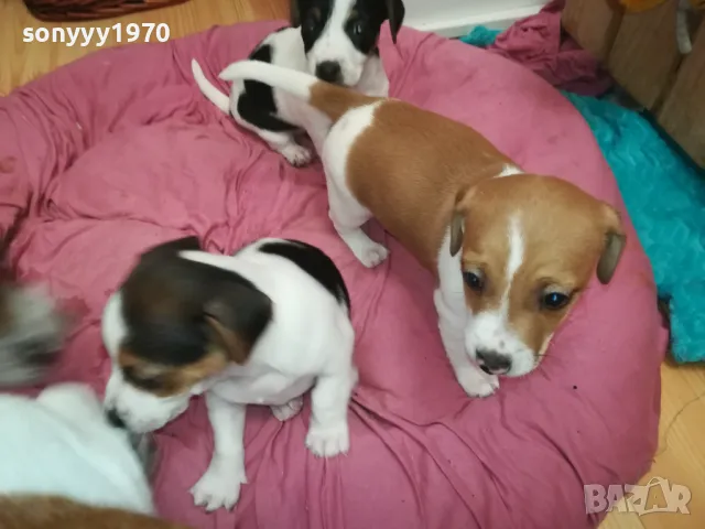 ПРОДАВАМЕ КУЧЕНЦА ДЖАК РЪСЕЛ-УНИКАЛНИ СЛАДУРИ 2701250647, снимка 4 - Джак ръсел териер - 48842521