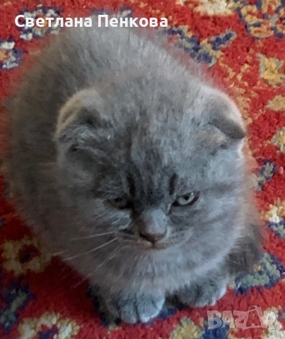 Шотландска клепоуха, снимка 1