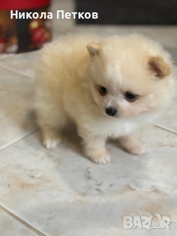 Померан мини , снимка 2 - Померан - 52619336
