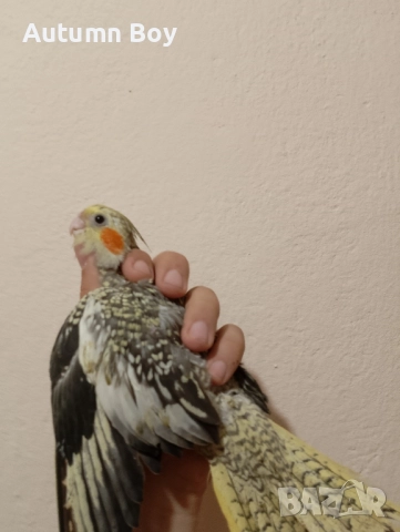 Бебе 2 папагал корела корели, снимка 1