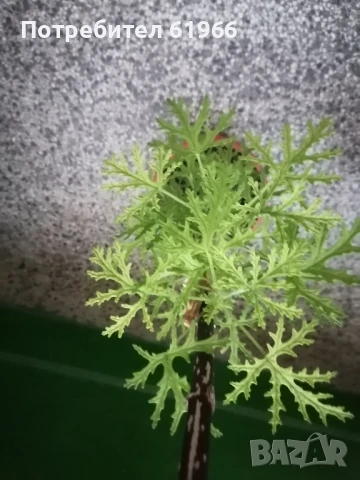 Холандско и българско индришета! , снимка 6 - Градински цветя и растения - 30564840