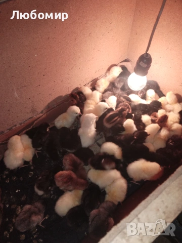 Записвам за ярки на 1 месец, снимка 5 - други­ - 53601862