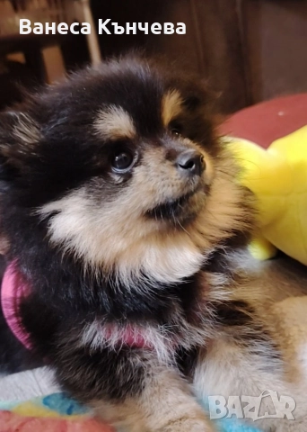 момиченце , снимка 3 - Шпиц - 52960152