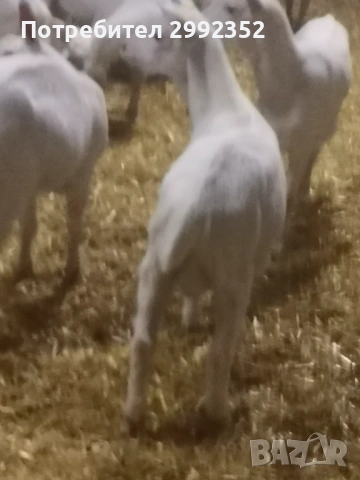 Saanski jenski i majki qrenca za damazlak, снимка 8 - Кози - 53540945