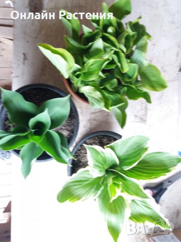 Хоста Бяло с Зелено , Жълто с зелено и чисто зелена  Цена за 1бр 8,50лв., снимка 3 - Градински цветя и растения - 28613762