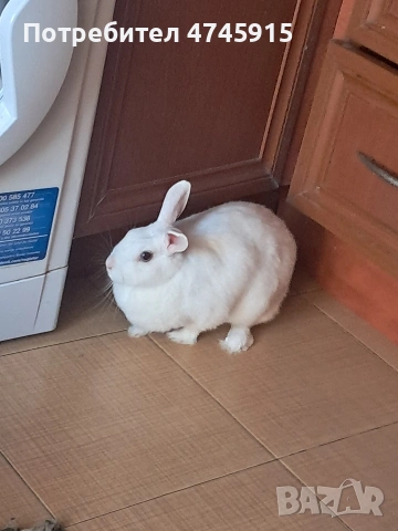 Подарявам декоративно зайче , снимка 16 - Декоративни зайчета - 53586707