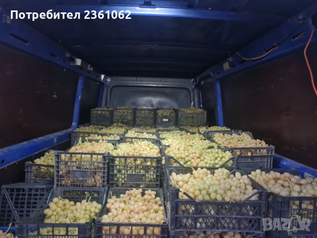 Продавам Грозде , снимка 1