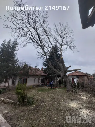 Рязане на опасни дървета всякакви , снимка 7 - Други почистващи услуги - 47400225
