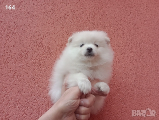 Бял мъжки Померан., снимка 2 - Померан - 53316299