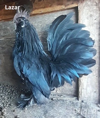 Продавам ги, снимка 4 - други­ - 52954837