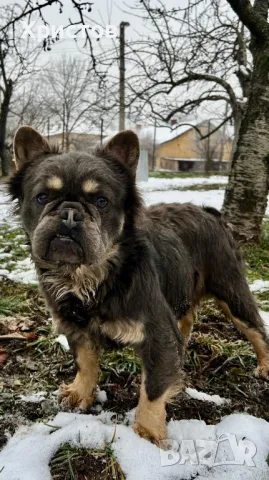 Мъжки френски булдог (Флъфи, Флуфи) за разплод, снимка 8 - Френски булдог - 49184248