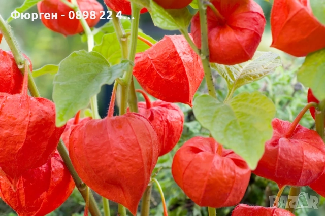 Физалис (Мехунка) – Студоустойчива разновидност, снимка 6 - Разсади - 52229433