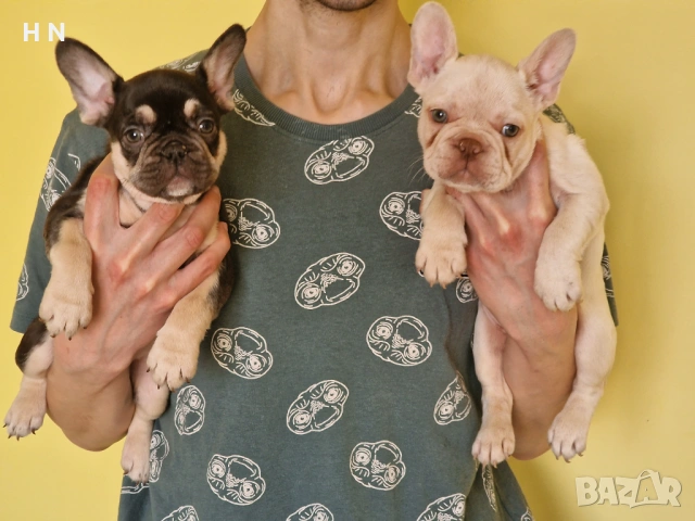 Френски булдог бебета - родословен Баща 