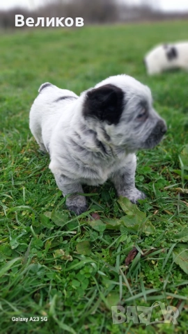 Алабай кученца Мъжкари , снимка 7 - Алабай - 52933193