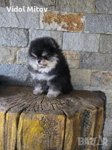 Мини Померан момче , снимка 6 - Померан - 53415473