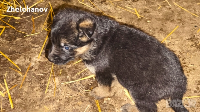 Немска Овчарка от Развъдник "Von Zhelehanov", снимка 6 - Немска овчарка - 52180692