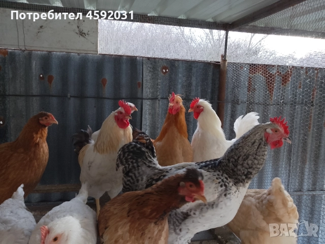 Петлета, снимка 14 - Кокошки и пуйки - 52930601